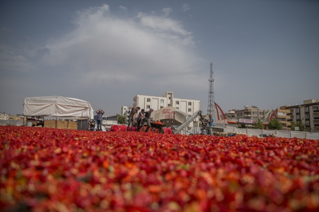 Şanlıurfa'da isot daha kaliteli ve hijyenik ortamlarda üretilecek